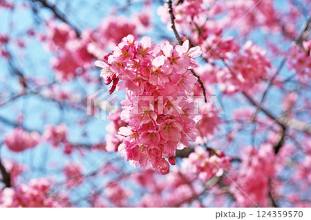 濃いピンク色の陽光桜の花（春、三月） 124359570