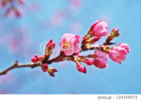 濃いピンク色の陽光桜の花(春、三月) 濃いピンク色の陽光桜の花(春、三月) 124359571
