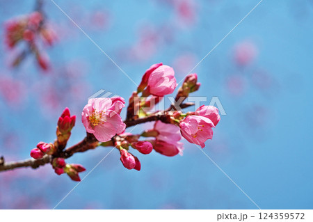 濃いピンク色の陽光桜の花(春、三月) 濃いピンク色の陽光桜の花(春、三月) 124359572