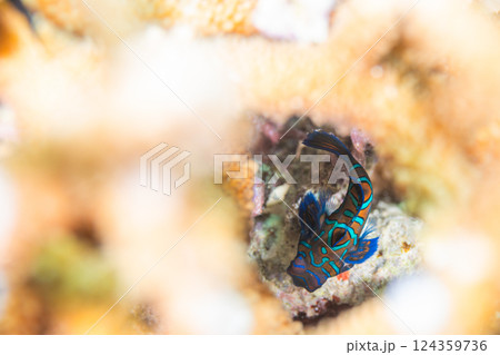 穴シューティング 124359736