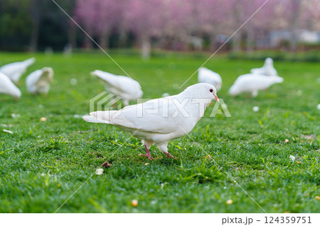 屋外 野外 アウトドア 124359751