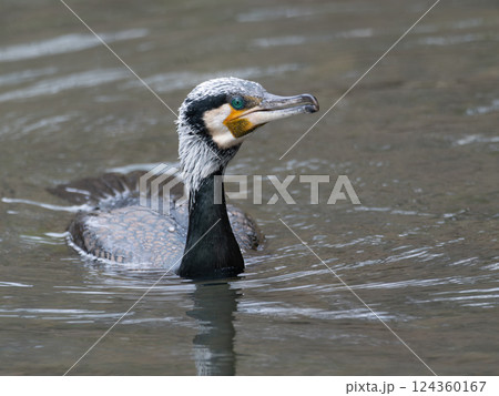 大きな水鳥のウミウ 124360167