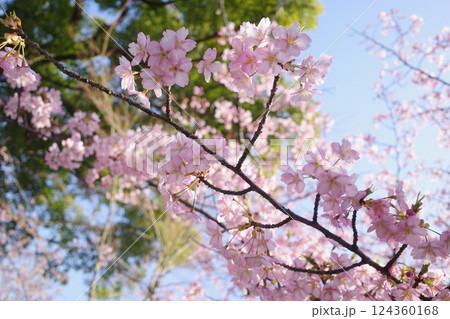 青空とピンクの桜 124360168