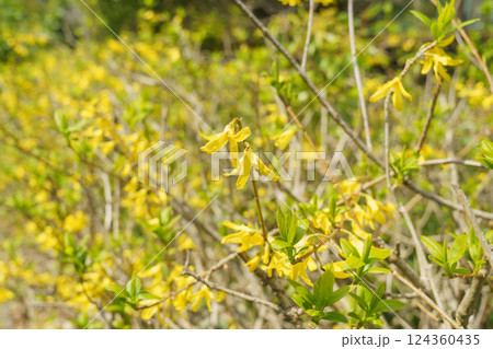 レンギョウの花 124360435