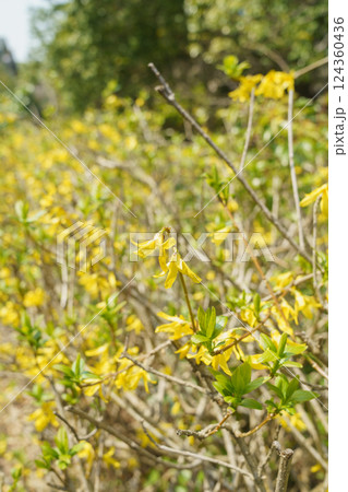 レンギョウの花 124360436