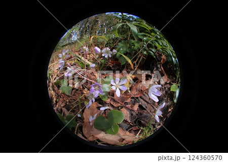 雪割草 雪割草 124360570