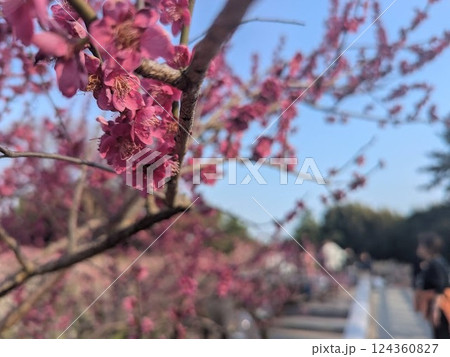 紅梅と通路 124360827