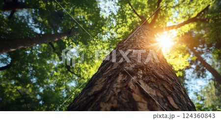 tree trunk in the forest 124360843