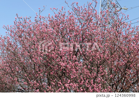 早春の公園に咲くピンク色の紅梅の花 124360998