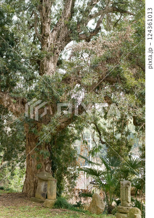 常行院のラカンマキ　天然記念物　群馬県 124361013