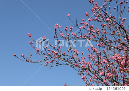 早春の公園に咲くピンク色の紅梅の花 早春の公園に咲くピンク色の紅梅の花 124361093