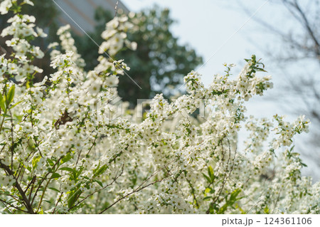 春に咲くユキヤナギの花 124361106