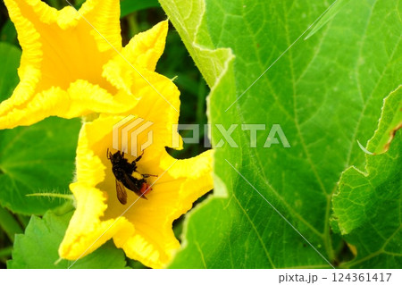 野菜の花と蜂 野菜の花と蜂 124361417