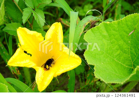 生物多様性 生物多様性 124361491