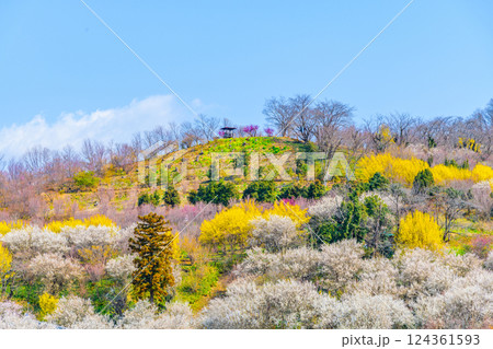 早春の福島 花見山公園 124361593