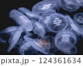 幻想的なクラゲ 124361634