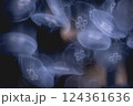 海とクラゲ2 124361636