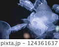 海と海月 124361637
