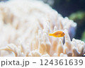 サンゴと魚 124361639