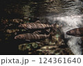 川の流れと魚 124361640