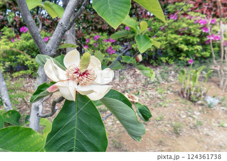 ウケザキオオヤマレンゲ／上向きで咲く白い大きな花／モクレン科 124361738