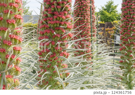 エキウムウィルドプレッティ【宝石の塔】花と葉をクローズアップ 124361756