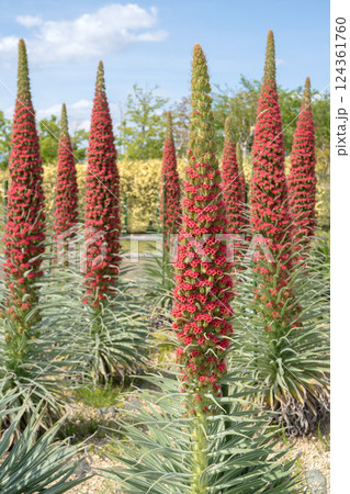 エキウムウィルドプレッティ【宝石の塔】花菜ガーデンで咲いた風景/神奈川県平塚市・4月 エキウムウィルドプレッティ【宝石の塔】花菜ガーデンで咲いた風景/神奈川県平塚市・4月 124361760