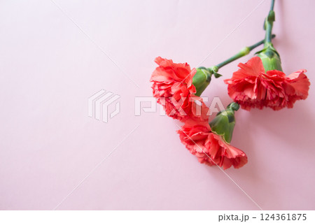 カーネーション　左空き 124361875