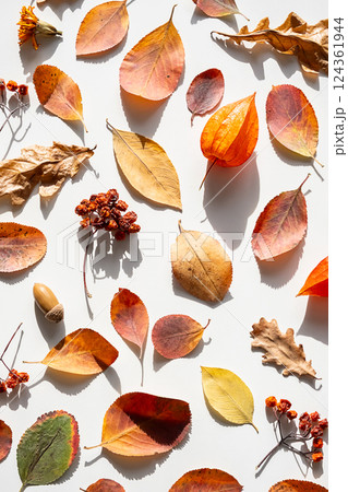Autumnal Natural Elements And Leaves Collection. Autumnal Natural Elements And Leaves Collection. 124361944