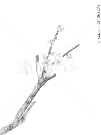 水彩で描いた春を告げる白梅の枝と花の水墨画風イラスト【手描き】白バック 透過背景 コピースペースあり 124362175