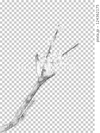 水彩で描いた春を告げる白梅の枝と花の水墨画風イラスト【手描き】白バック 透過背景 コピースペースあり 124362175