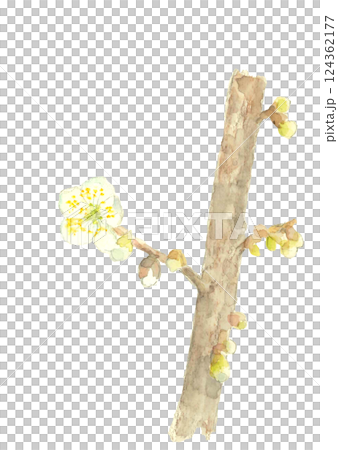 水彩で描いた白梅の枝のイラスト【手描き】白バック 透過背景 124362177