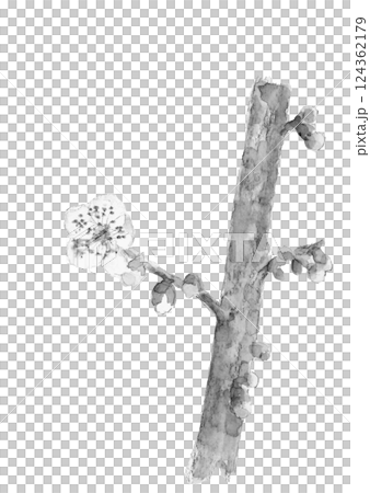 White plum branch drawn with watercolor in ink painting style Monotone illustration [hand-drawn] White background Transparent background 124362179