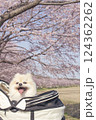 桜とポメラニアン_004 124362262