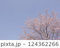 安行寒桜と青空_003 124362266