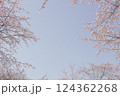 安行寒桜と青空_005 124362268
