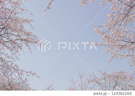 安行寒桜と青空_005 安行寒桜と青空_005 124362268