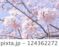 安行寒桜のアップ_001 124362272