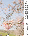 桜咲く 124362274