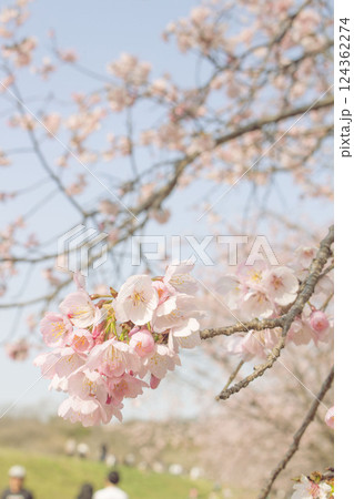 桜咲く 124362274