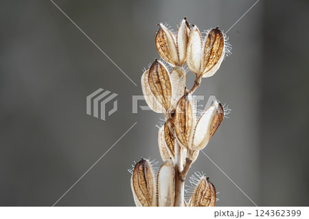 早春の森のウバユリ 124362399