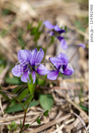 スミレ スミレ 124362466