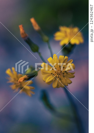 スイラン 124362467