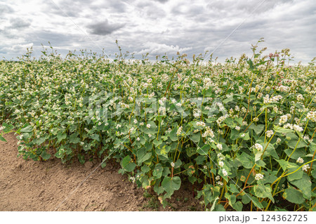 Close up of flowers of buckwheat. Blooming buckwheat field 124362725