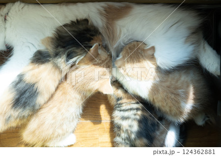 母猫のおっぱいを飲む4匹の仔猫 124362881