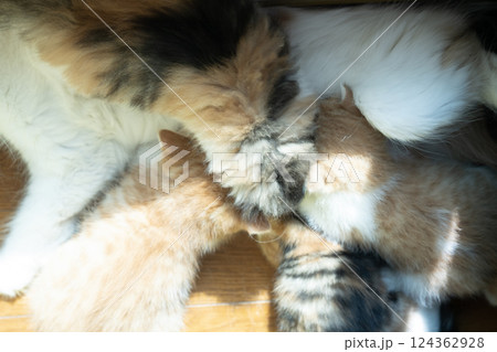 母猫のおっぱいを飲む3匹の仔猫 124362928