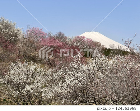鮮やかな梅の花と富士山 124362969