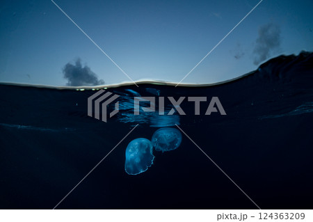 ミズクラゲ　小笠原　東京都 124363209