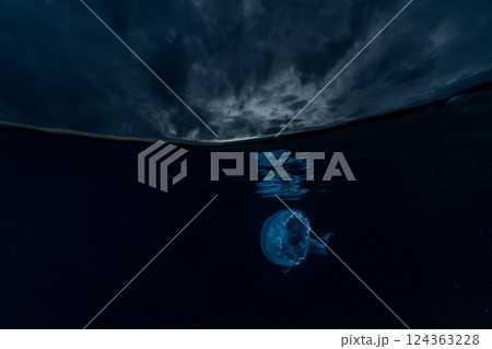 ミズクラゲ　小笠原　東京都 124363228