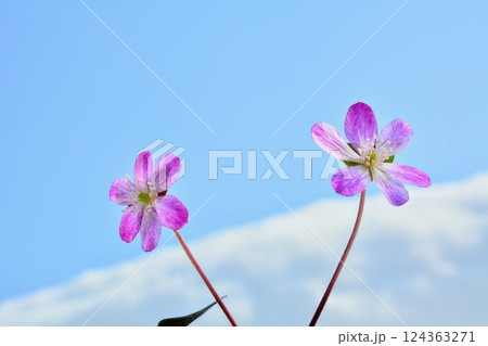 雪割り草の花 124363271
